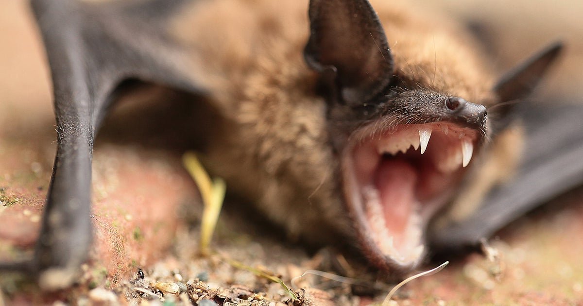 Bat Bite Horror: Pilbara Woman Fights for Life Against Deadly Virus! second image