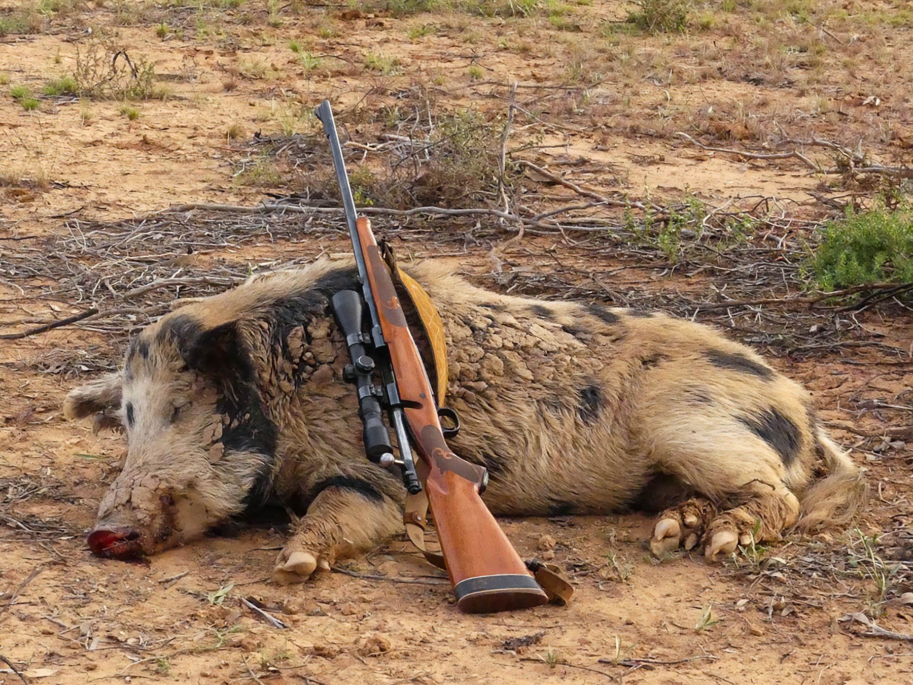 Hunter Killed by Ricochet in Fatal Pig Hunting Accident second image