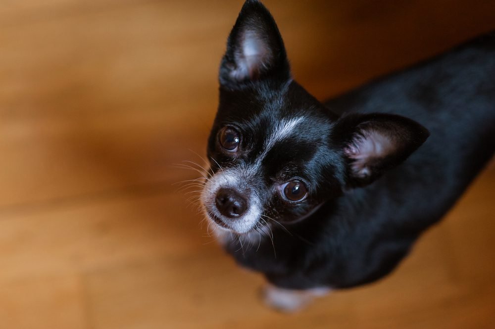 Neighbour Jailed for Brutal Murder of Beloved Chihuahua