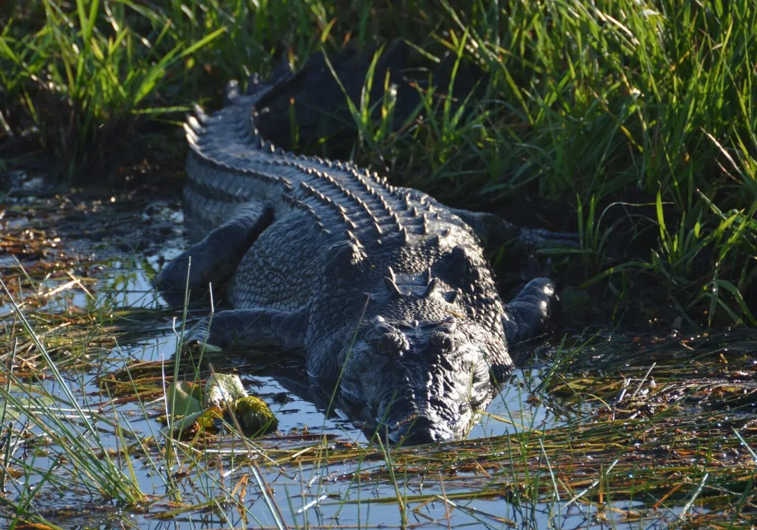 Croc Horror 14-Year-Old Boy Mauled at Popular Beach In Australia