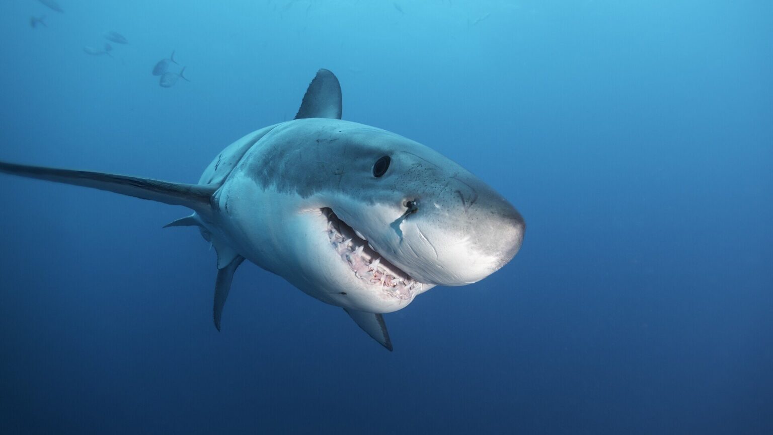 Teenager Airlifted to Hospital After Savage Shark Attack on QLD Island