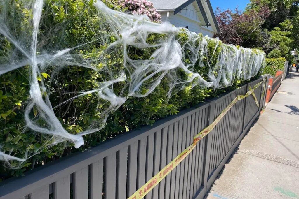 Halloween Decorations Put Aussie Wildlife in Deadly Grip