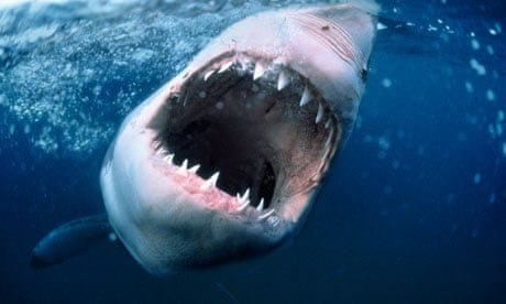 Teenager Airlifted to Hospital After Savage Shark Attack on Qld Island second image