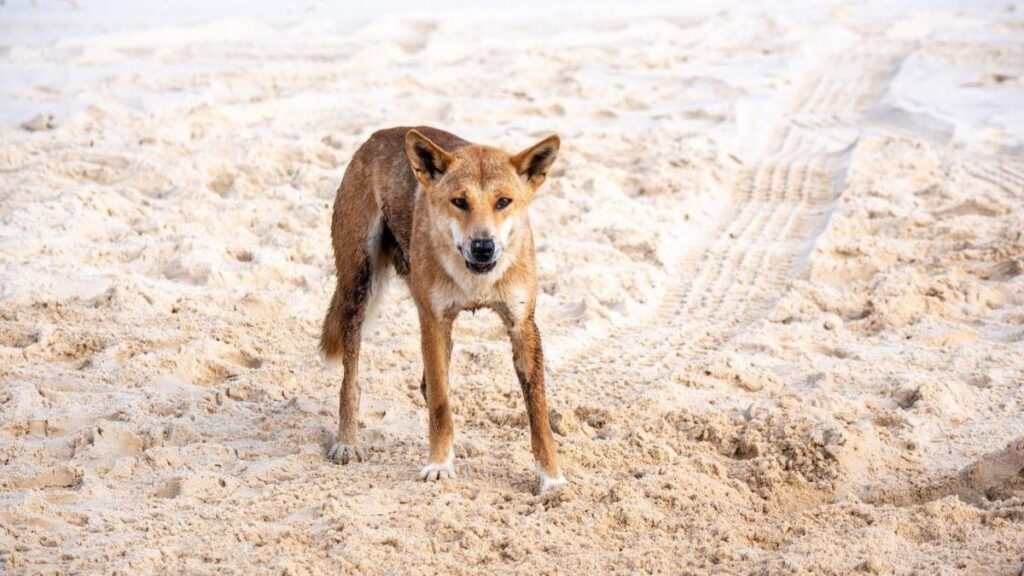 Dingo horror: Boy Airlifted to Hospital After Savage Beach Attack