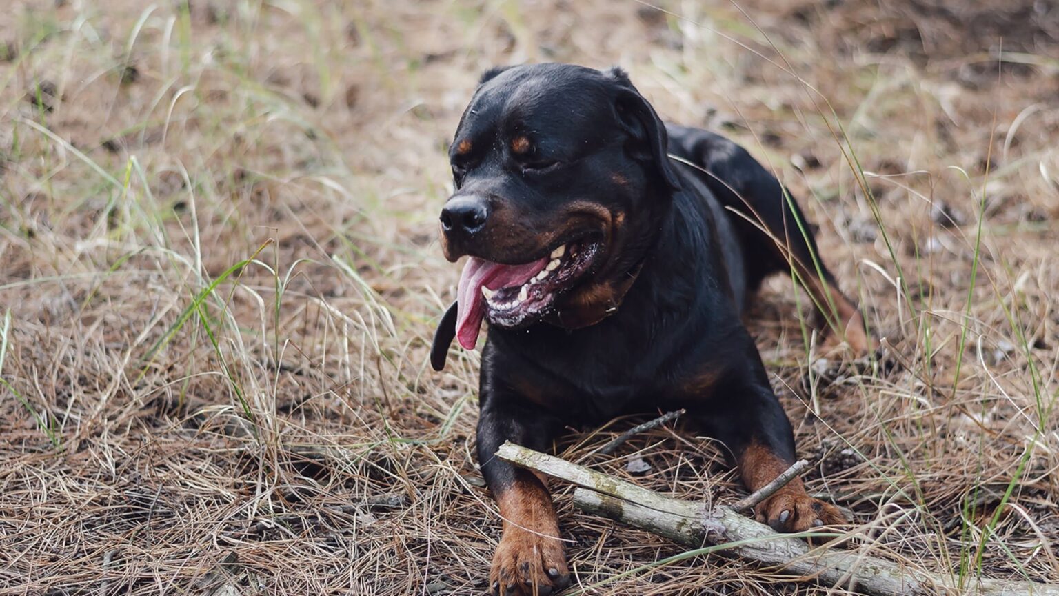 Heartless Thugs Kick Defenceless Dog to Death in Broad Daylight