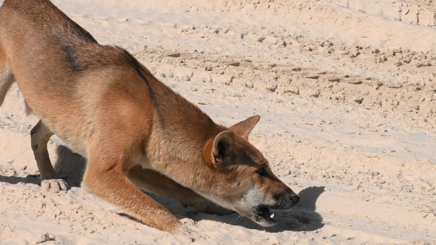 Dingo horror: Boy Airlifted to Hospital After Savage Beach Attack second image