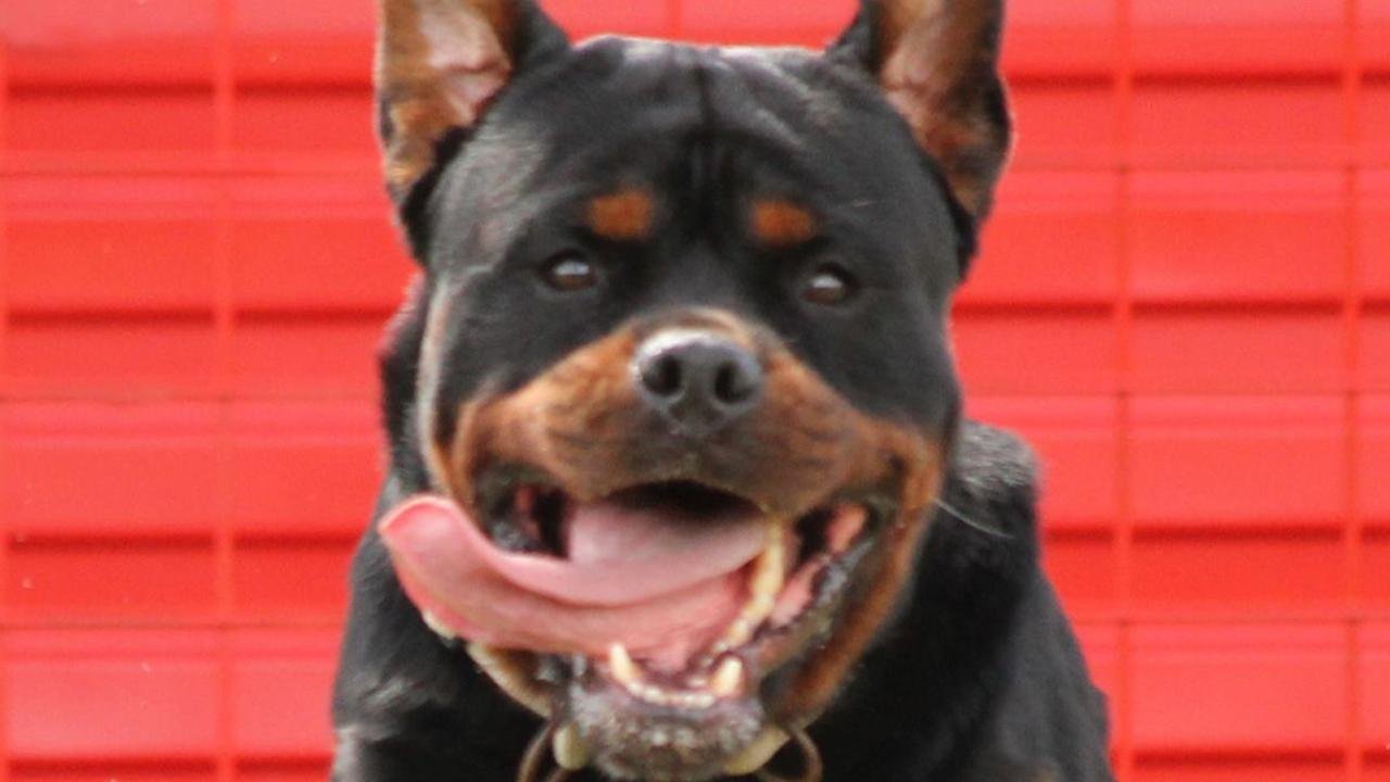 Heartless Thugs Kick Defenceless Dog to Death in Broad Daylight second image