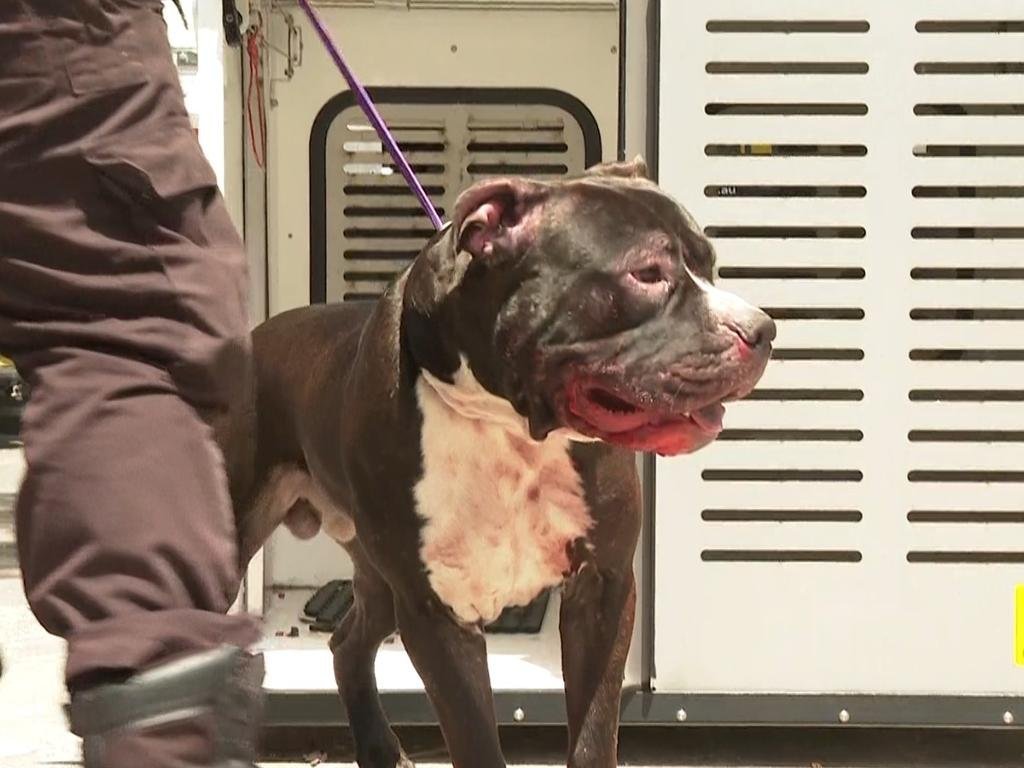 Aussie Man Savagely Maulled by Own Dog