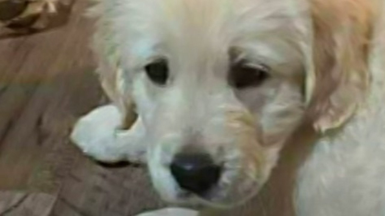 Lightning Strike Kills Beloved Puppy in Gawler Backyard Horror second image