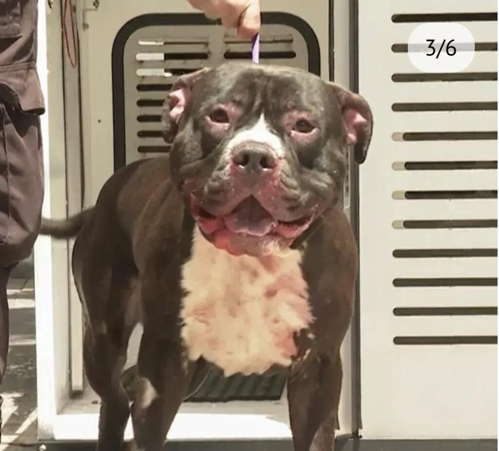 Owner Fights For Life After Mauled by Own Dogs