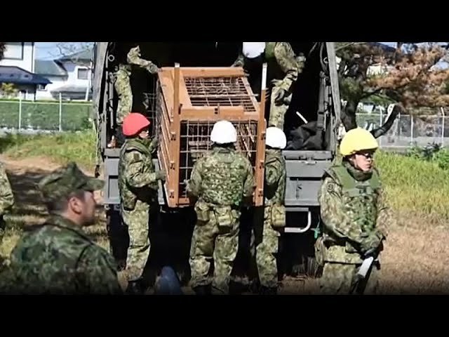 Troops Deployed to Tame Savage Japan Bears After Record 12 Deaths
