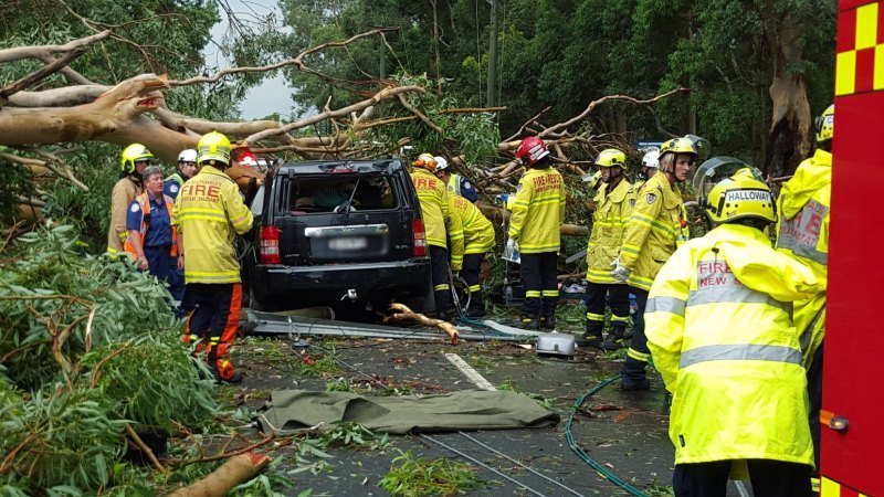 Driver Trapped Under Fallen Tree in Sydney Storm Chaos second image