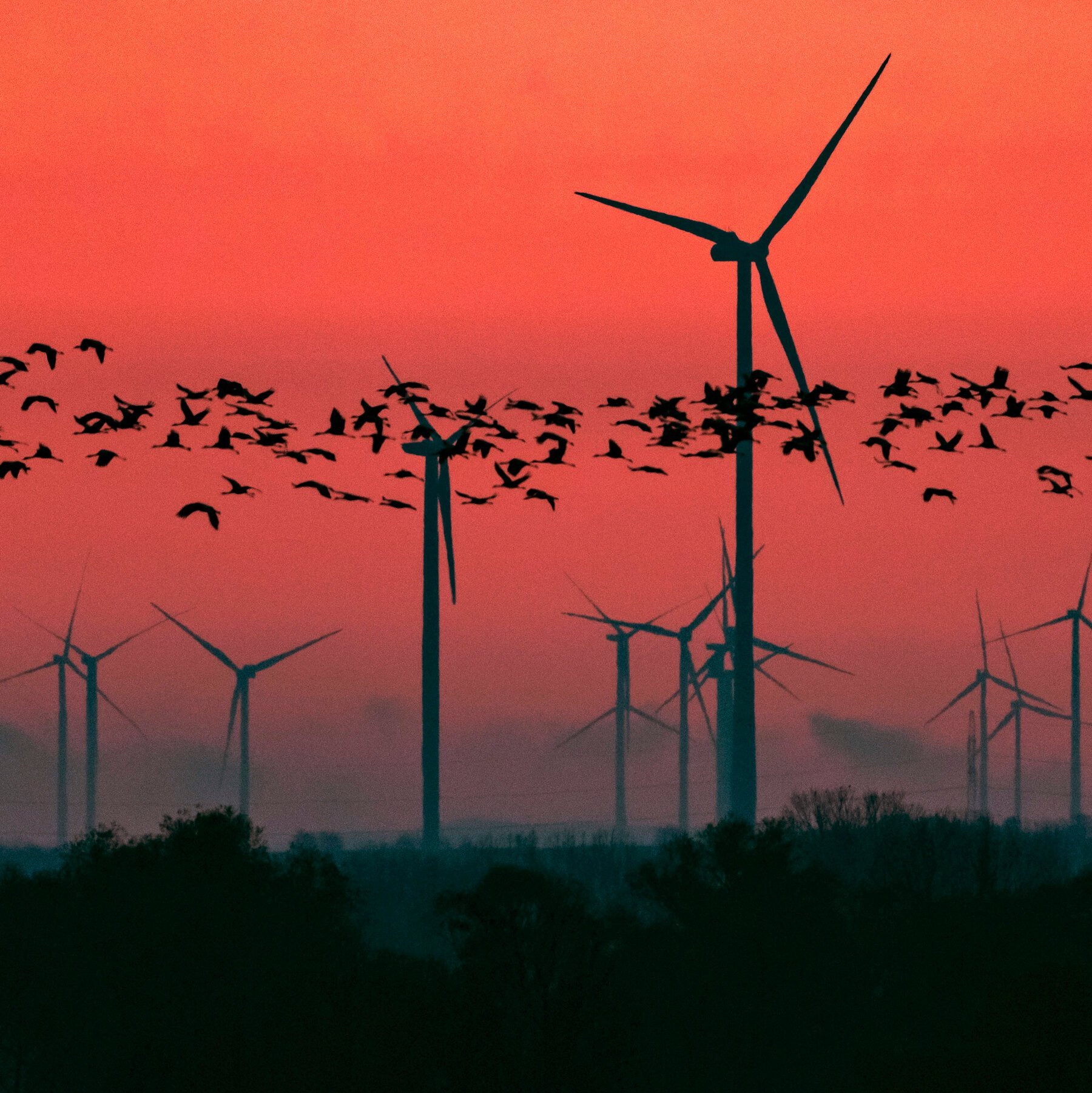 "Wind Farm Sparks Fury in South-West Victoria" - Second Image