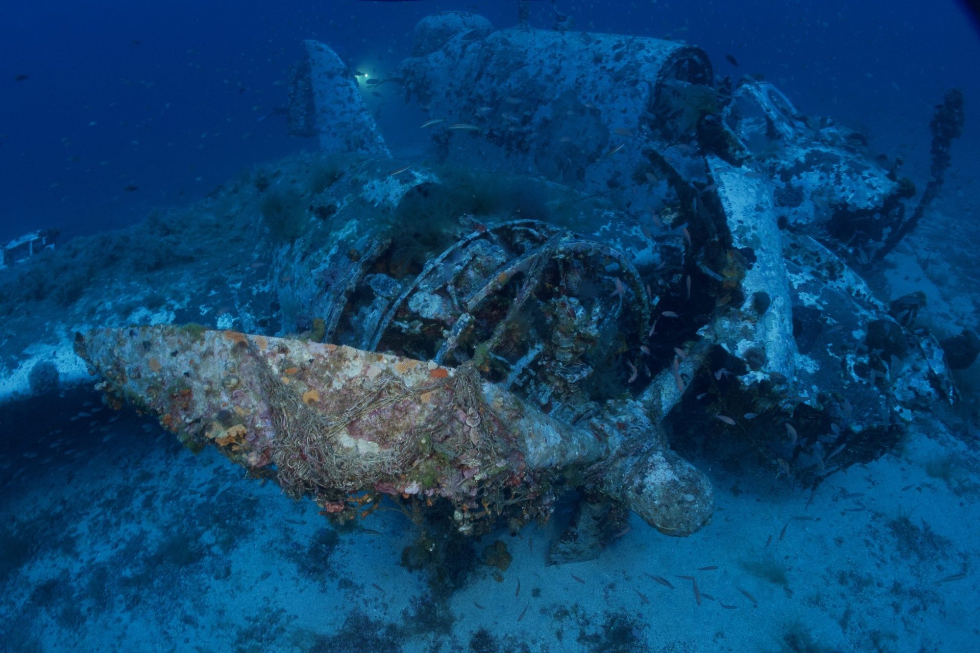 WW2 Airmen's Lost Remains Found in Papua New Guinea Jungle After 82 Years second image
