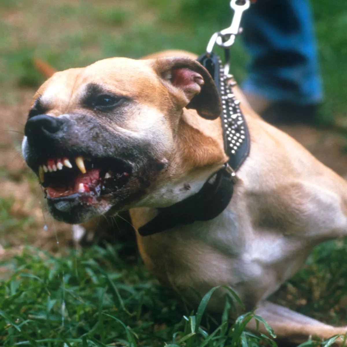 Toddler Airlifted to Hospital After Savage Dog Mauling on NSW Central Coast - Second Image