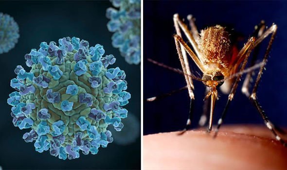Deadly Japanese Encephalitis Virus Spreads in NSW, Residents on High Alert - Second Image