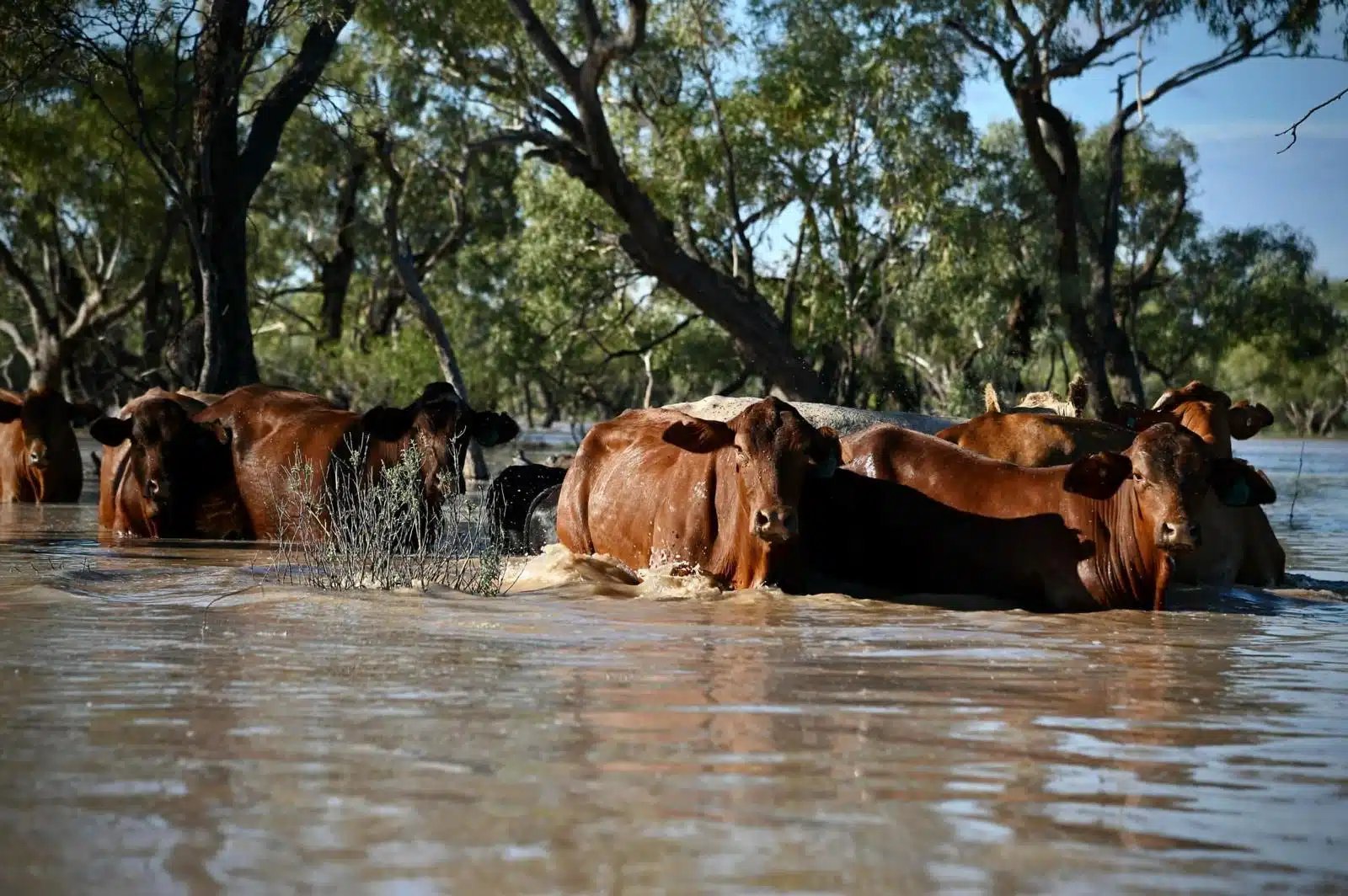 Flood-Ravaged North Queensland Faces Livestock Catastrophe - Second Image