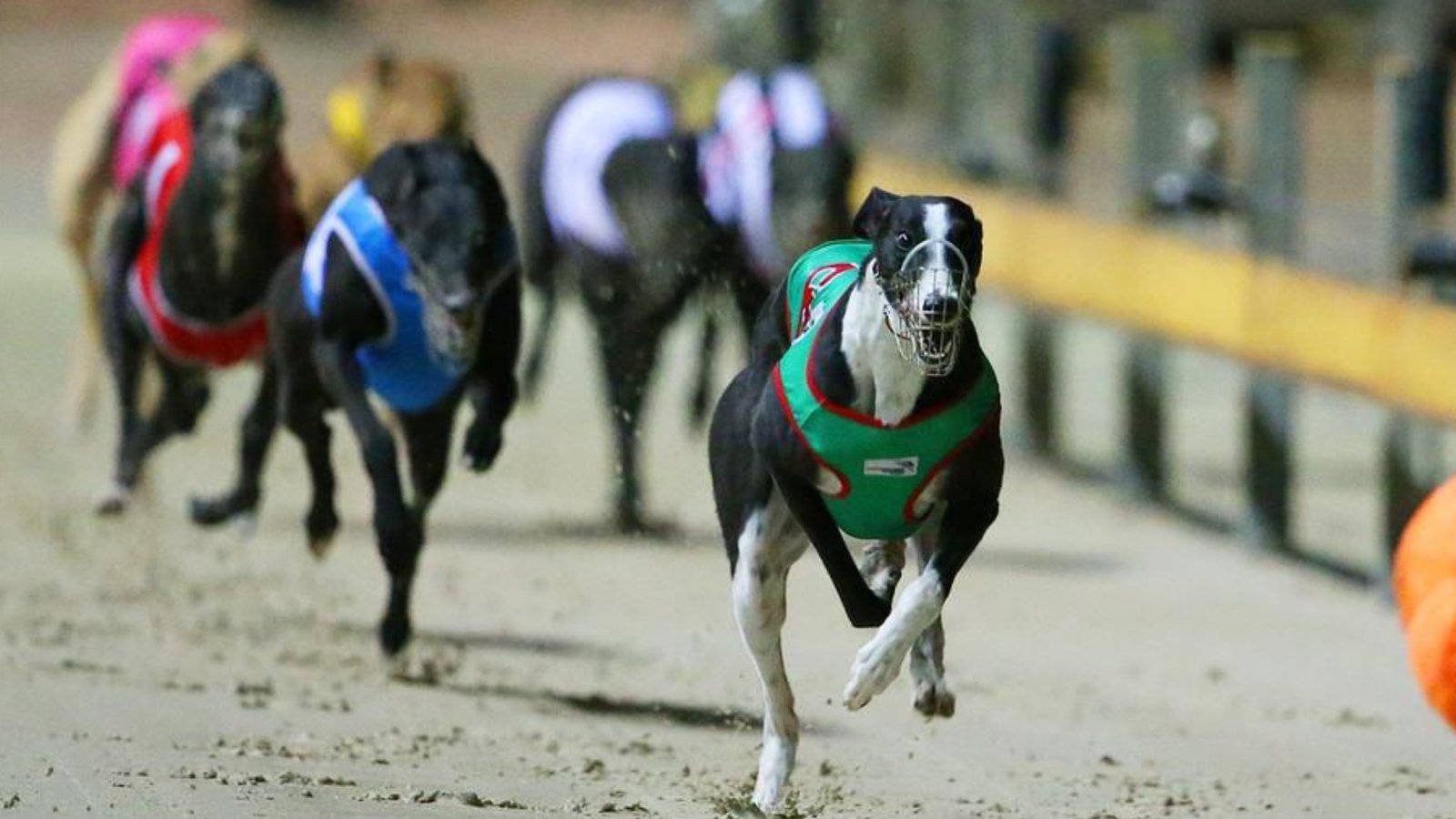"Carnage at Perth Greyhound Track Four Dogs Injured, Two Euthanased" - Second Image