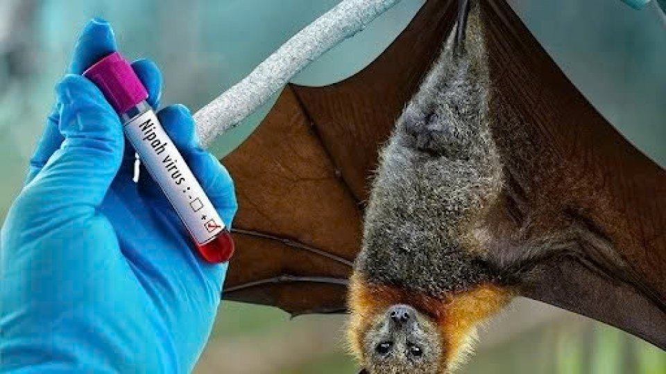 Deadly Nipah Virus Outbreak Sparks Fears of Global Pandemic! - Second Image