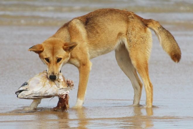 Dingo Horror Canadian Tourist's Body Found on Queensland's K'gari Beach - Second Image