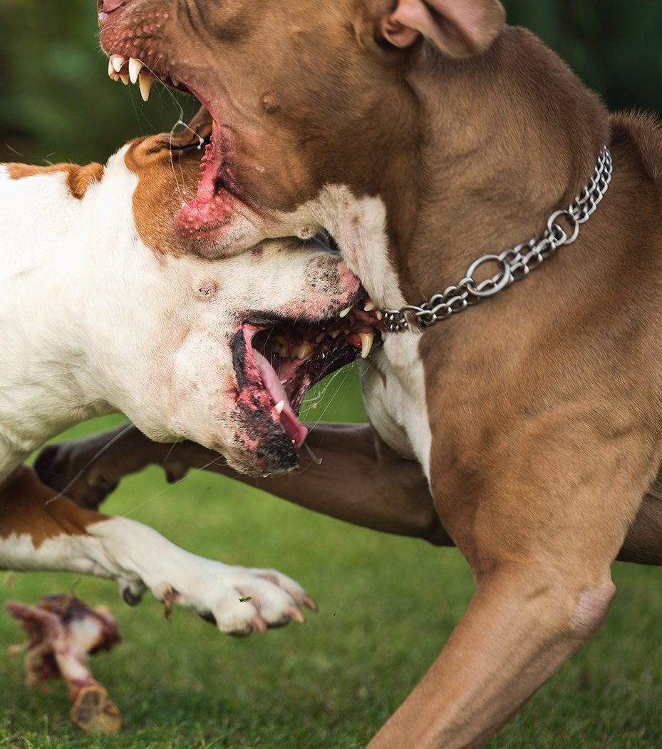 PET DOG TURNS ON FAMILY IN BRUTAL ATTACK, FOUR SERIOUSLY INJURED - Second Image