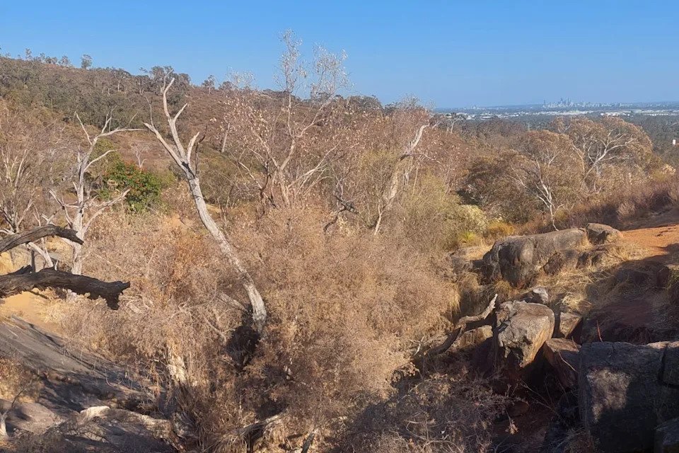 DEATH GRIPS WA Outback as Hundreds of Iconic Salmon Gums Die Mysteriously - Second Image