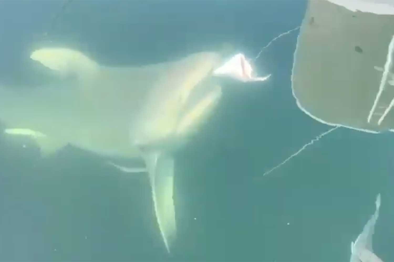 Shark Attack Fears Grip Sydney Harbour Expert Warns of Deadly Risks - Second Image