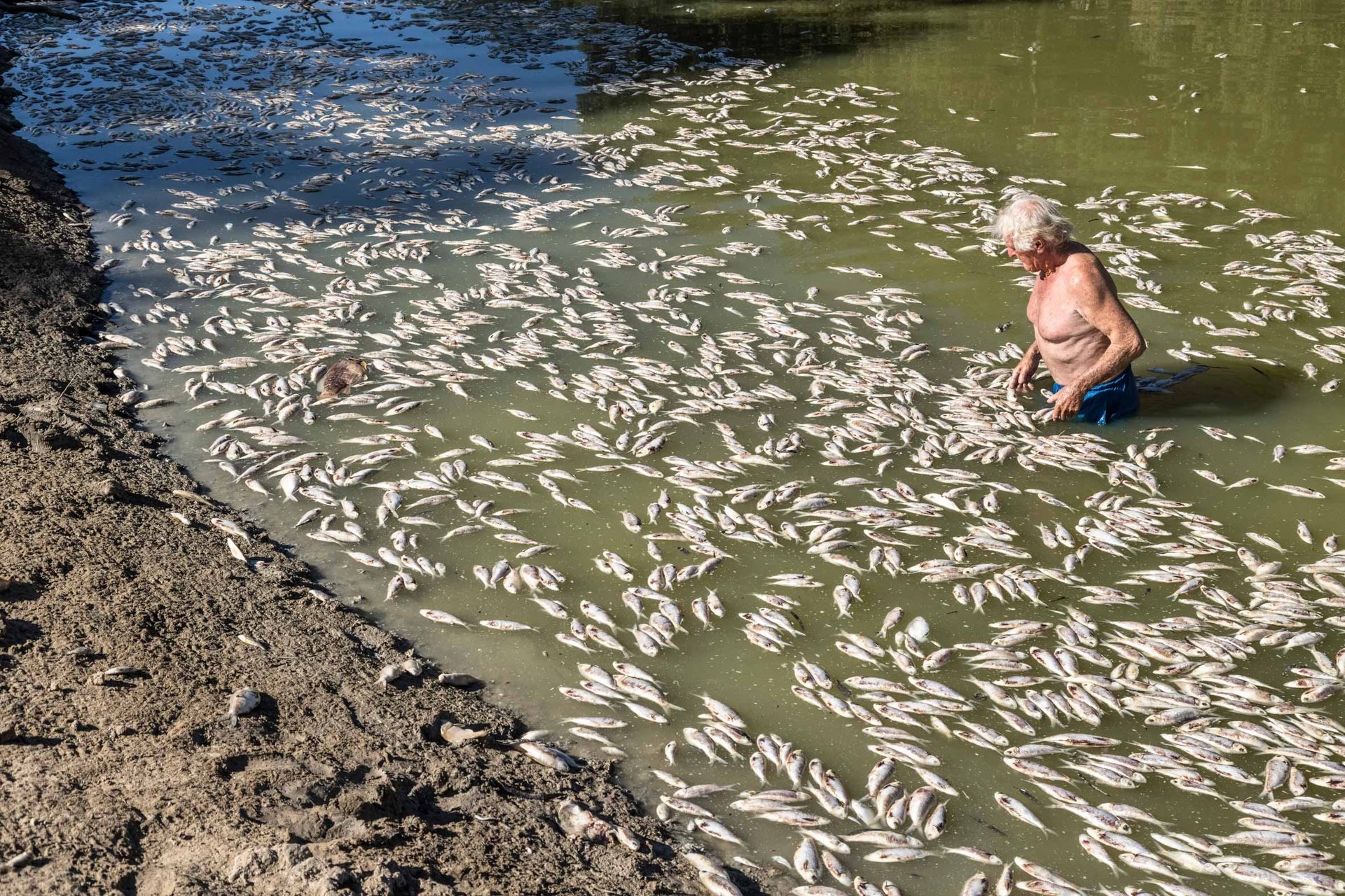 100,000 DEAD Mass Fish Kill Horror Hits Lake Menindee Shores Again - Second Image
