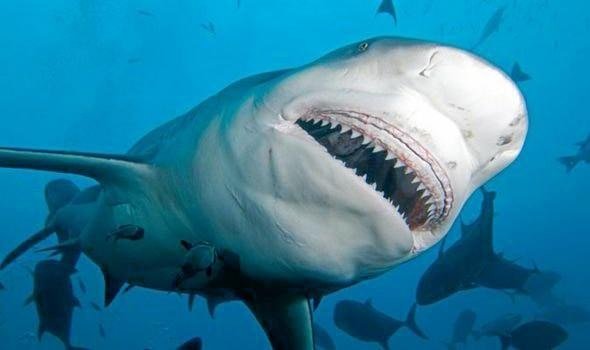 Australia's Deadly Coast FIVE Fatal Shark Attacks Rock Nation in 2025 - Second Image