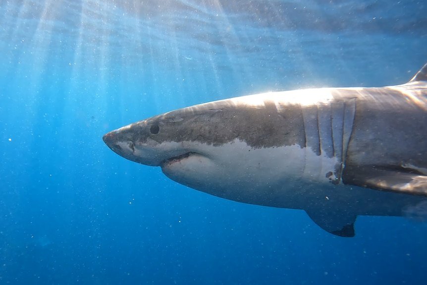 Shark Frenzy Hits Sydney Harbour as Heavy Rains Unleash Deadly Bull Sharks! - Second Image