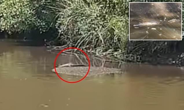 Crocodile Alarm Baby Saltie Found 1,000km from Home in Newcastle Bunnings Pond! - Second Image