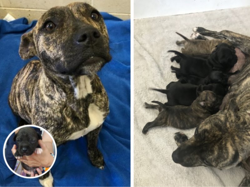 Tasmanian 'House of Horrors' Exposed 71 Animals Found in Squalid Conditions - Second Image