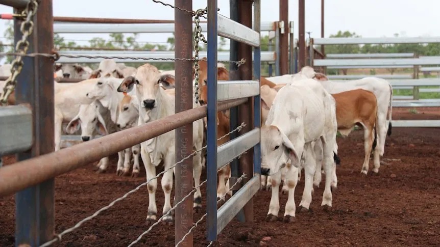 Argentinian Tycoons Seize Control of NT Cattle Industry in $44M Aroona Station Deal - Second Image