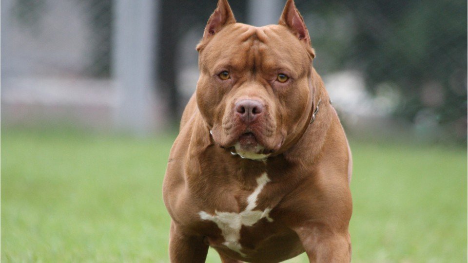 Girl, 10, Mauled by Savage Dog in Perth Suburb, Left with Gruesome Facial Injuries - Second Image