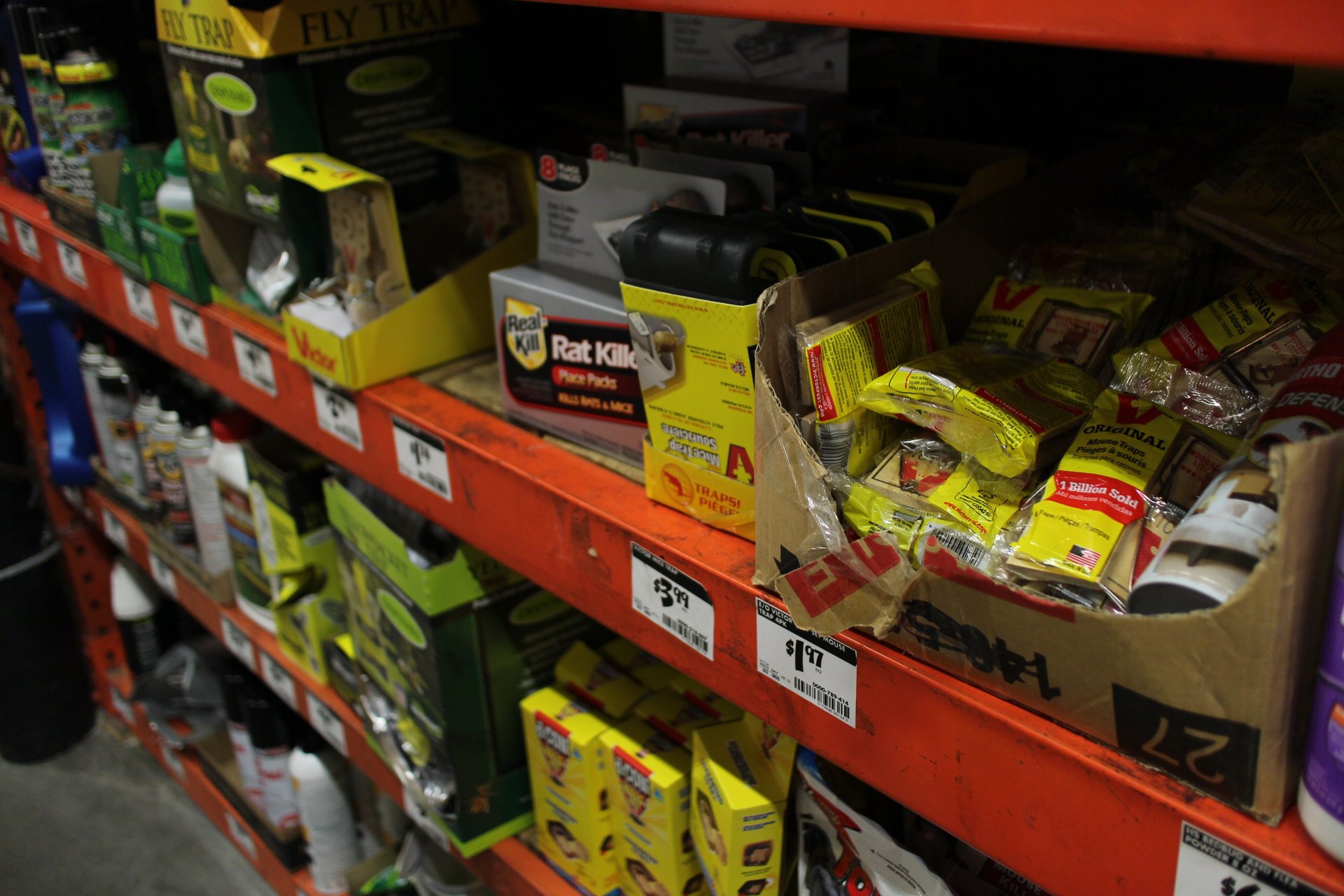 Rat Poison Ban Looms as Australia Cracks Down on Deadly Wildlife Threat - Second Image