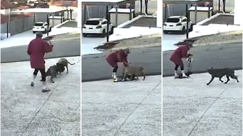 Woman Hospitalised, Pet Killed in Brutal Dog Attack in Dianella