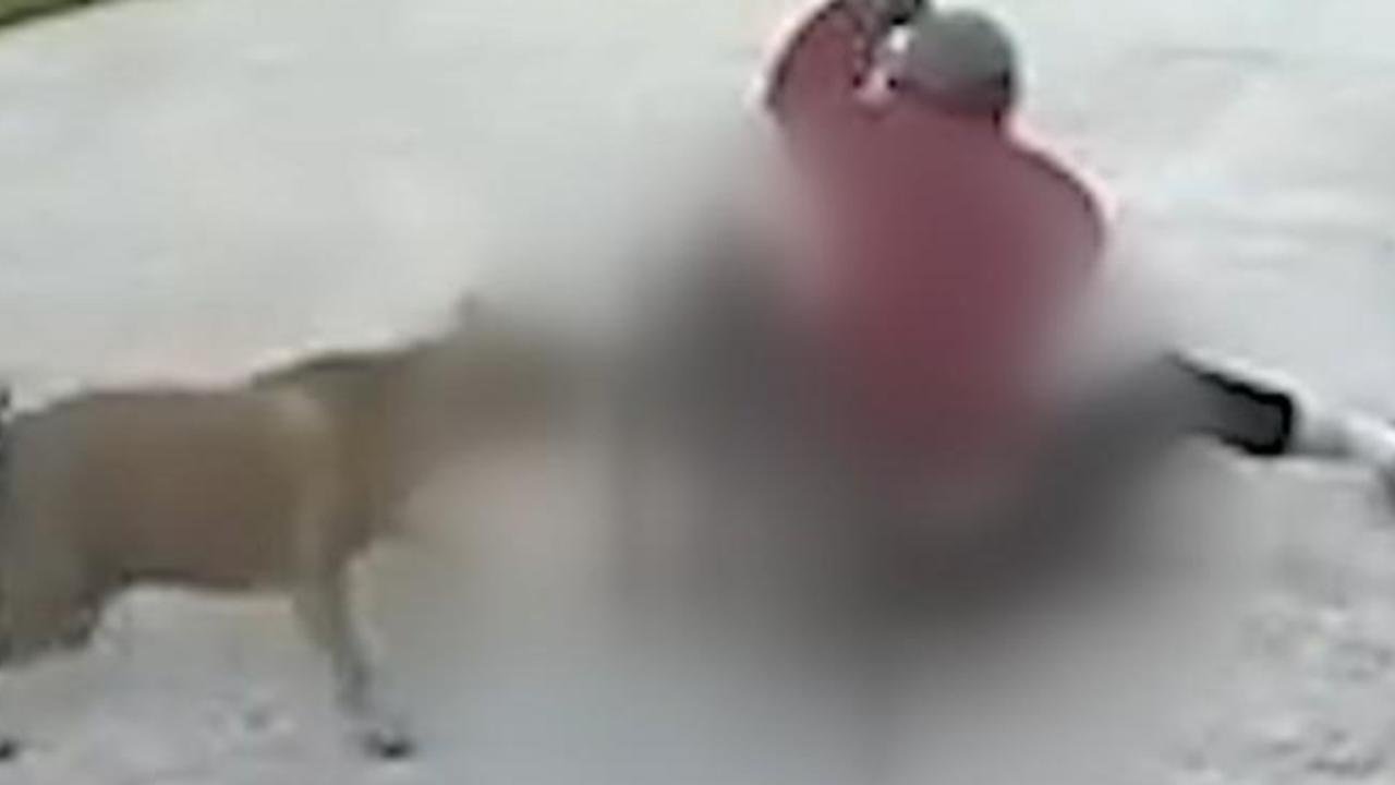 Woman Hospitalised, Pet Killed in Brutal Dog Attack in Dianella - Second Image