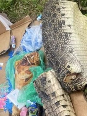 Dismembered Saltwater Crocodile Sparks Illicit Wildlife Trade Probe in Adelaide - Second Image