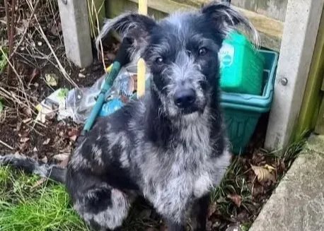 "Family Dog Mauled Teen to Death, Dad Begs for Mercy Kill" - Second Image
