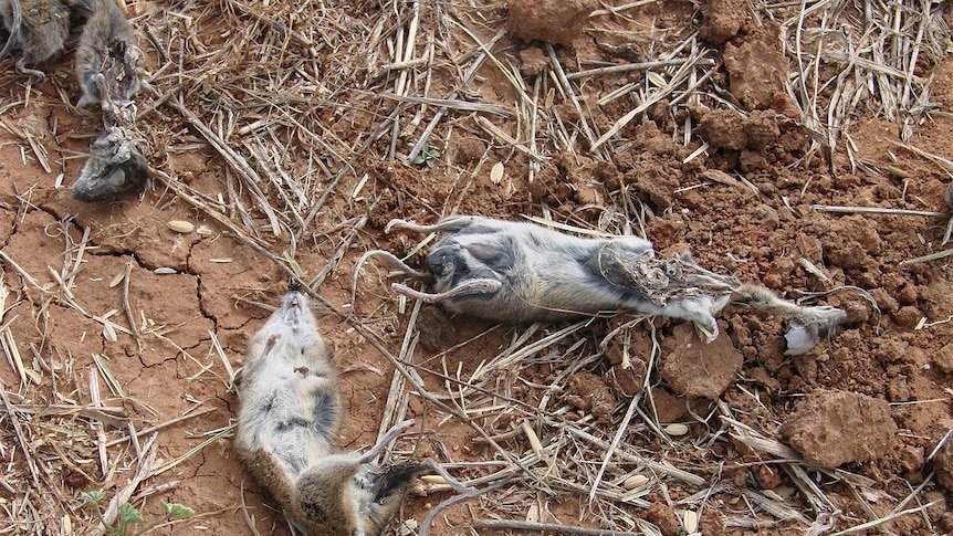 Mouse Apocalypse Grips Western Australia as $1 Billion Crop Teeters on Brink - Second Image