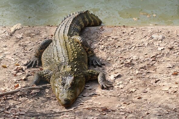 Young Man Mauled By Crocodile at Popular Beach