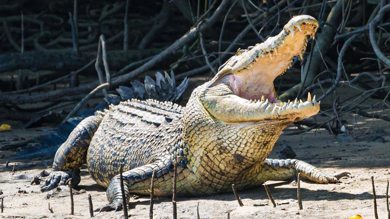 Crocodile Terror Man Mauled at Popular Kimberley Beach - Second Image