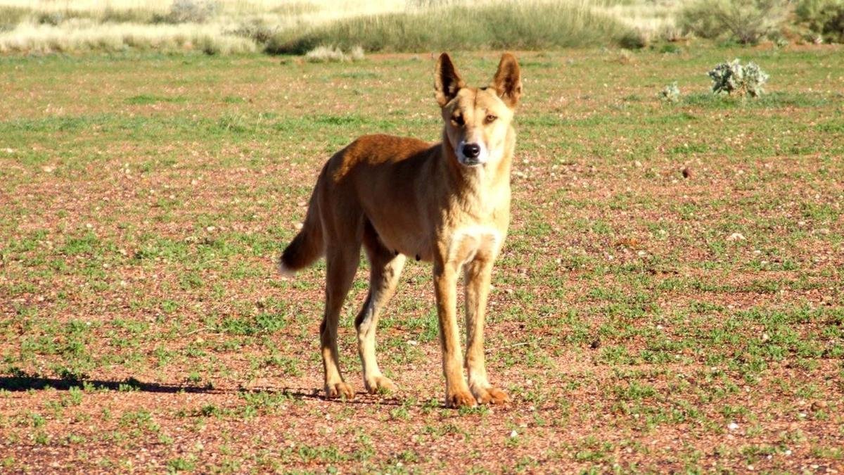 Dingo Pack Terrorises WA's Karijini National Park, Leaves Kids Traumatised - Second Image
