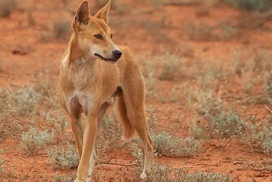 Dingo Horror WA Park's Main Offender Put Down After Brutal Attacks - Second Image