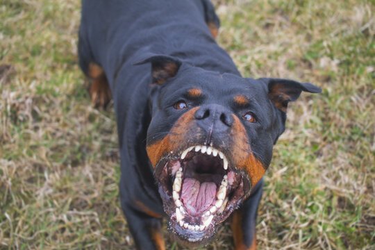 Vicious Rottweiler Returned to Owner After Brutal Attack in Carindale - Second Image