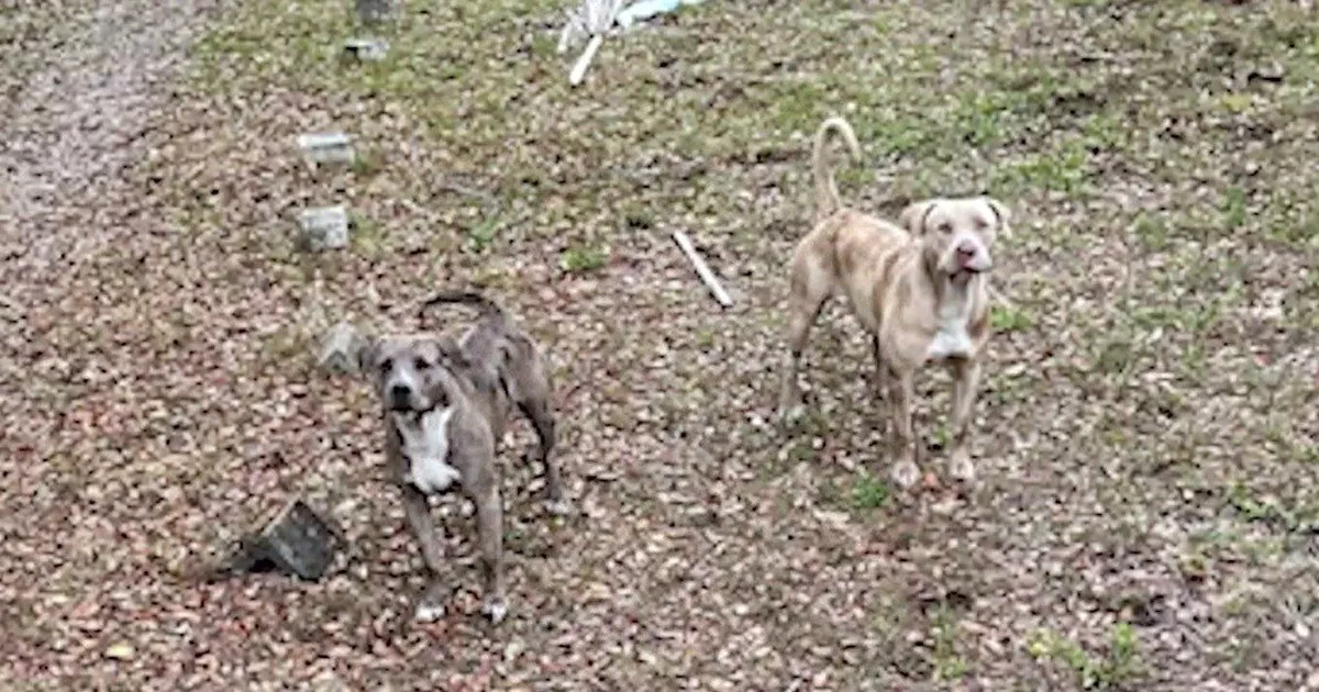 Florida Woman Mauled to Death by Pit Bulls She Tried to Help - Second Image