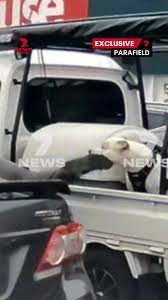 Warrant Issued for Man Who Kicked Defenceless Dog in Bunnings Carpark - Second Image