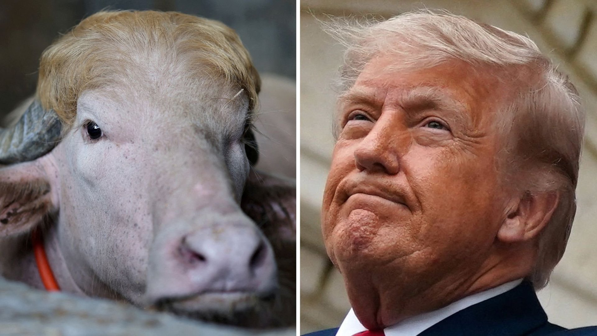 "Buffalo Trump" Saved from Slaughter in Dramatic Bangladesh Rescue - Second Image