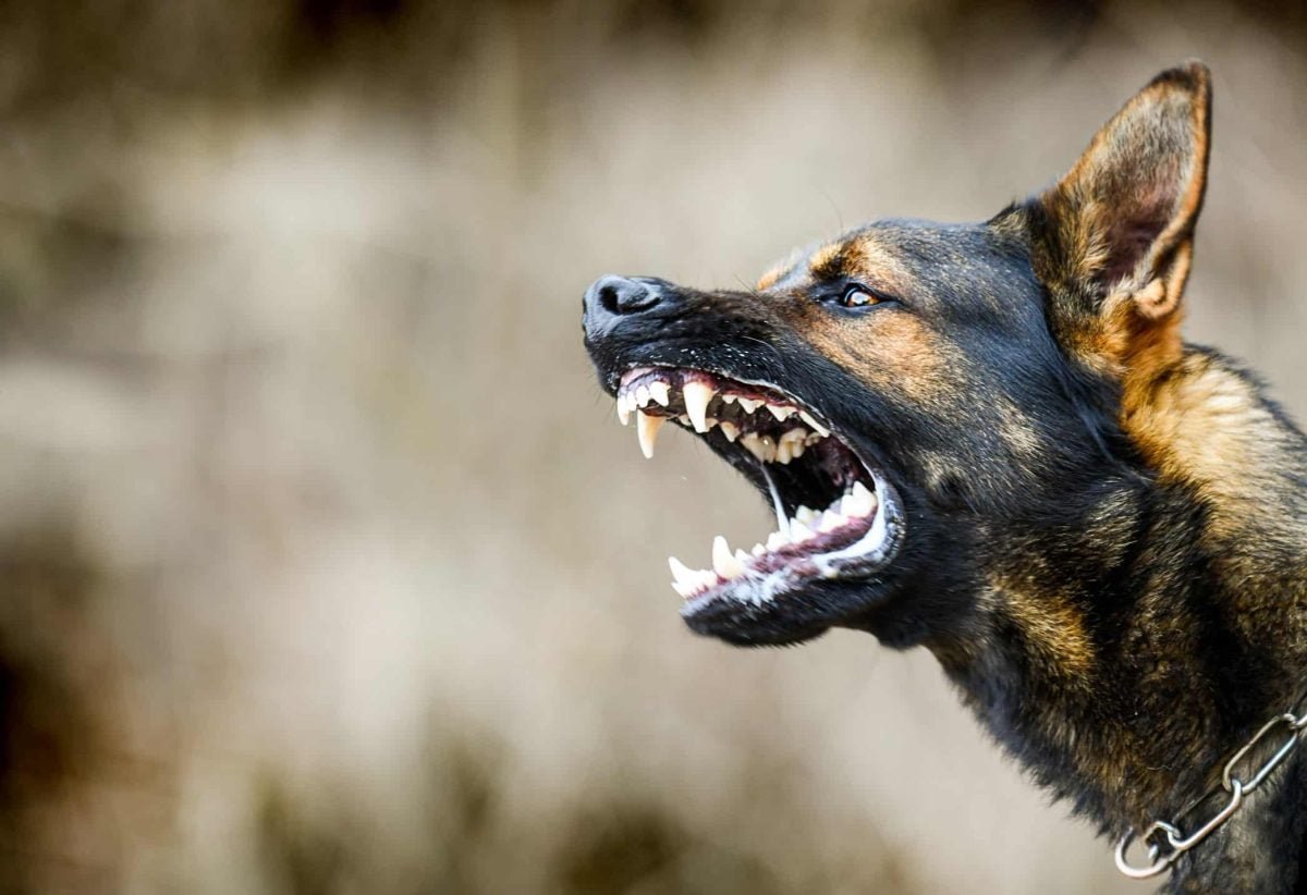 Toddler Fights for Life After Savage Dog Mauling in Queensland Home - Second Image