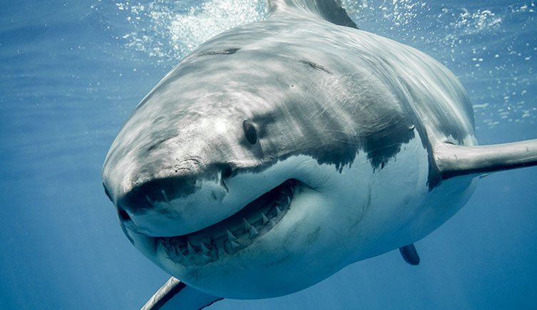 Bloody Queensland Coast Claims Second Shark Victim in 2 Weeks - Second Image
